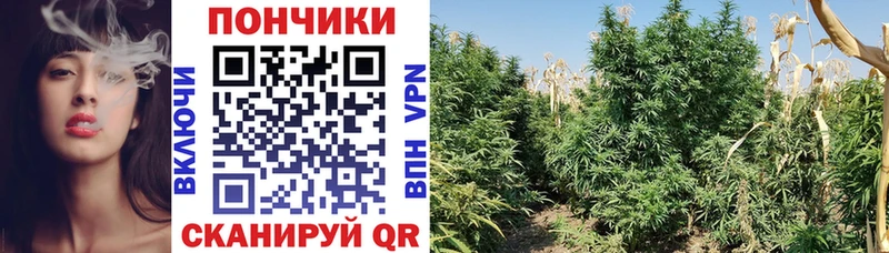 Бошки Шишки THC 21% Льгов